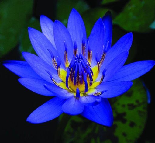 Blue Lotus Flower