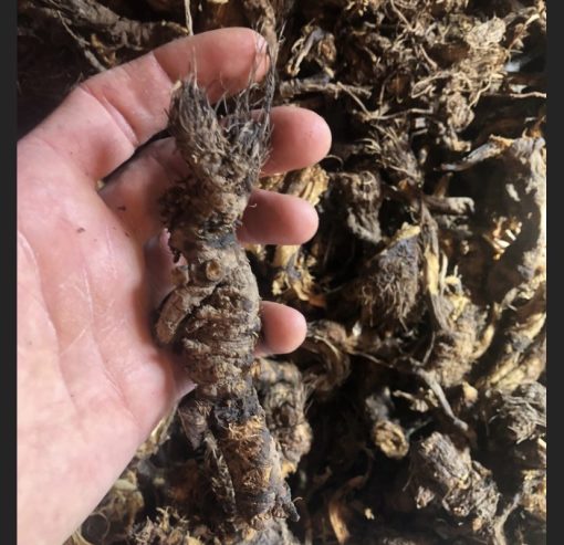 Osha Root - Image 2