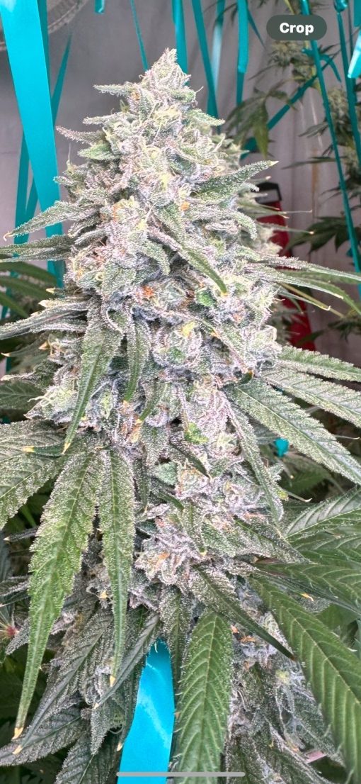 Cherry Slurpee (Slurricane x Cherry Creampie) ⭐️⭐️⭐️⭐️⭐️ - Image 3